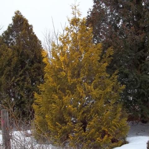 Thuja Yellow Holmstrup Yellow, golden conifer