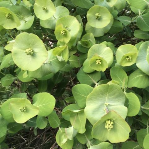 Lonicera 'Kintzley's Ghost', disks yellow green