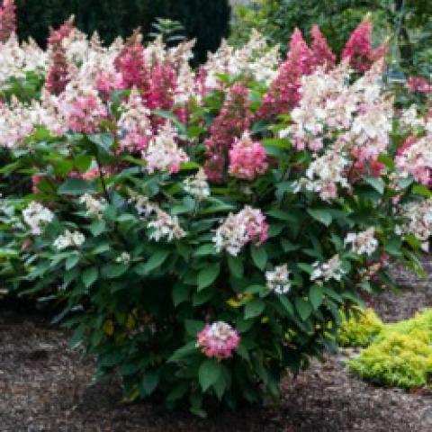 Hydrangea paniculata Candelabra, light pink to dark pink pointed flower clusters