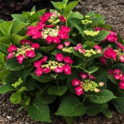 Hydrangea Cherry Explosion, dark pink flowers with green flowerettes