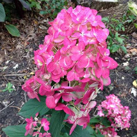 Hydrangea paniculata Fire Light, magenta flowers