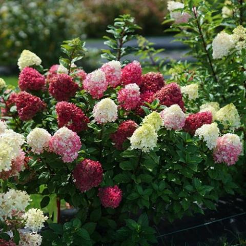 Hydrangea Little Lime Punch, late season color, wine red to white flower clusters