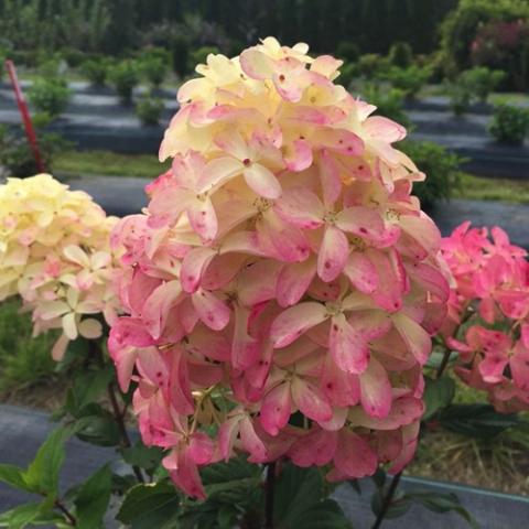 Hydrangea Quick Fire Fab, flower panicle colored from cream to rose