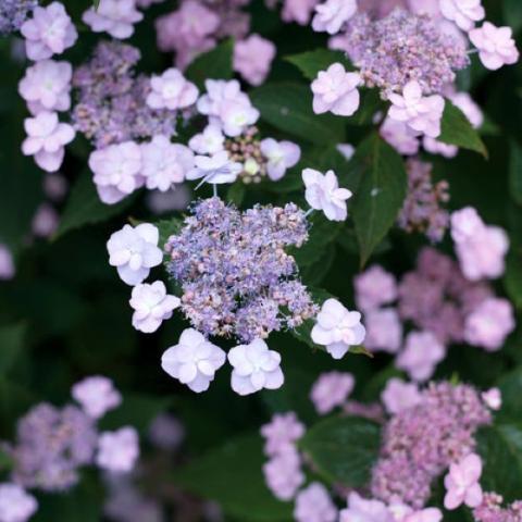 Hydrangea Tiny Tuff Stuff, very light pink to lavender flat panicles