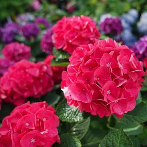 Hydrangea Wee Bit Giddy, very dark pink flower clusters