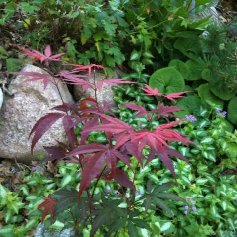 Just a few red leaves on this young maple tree.