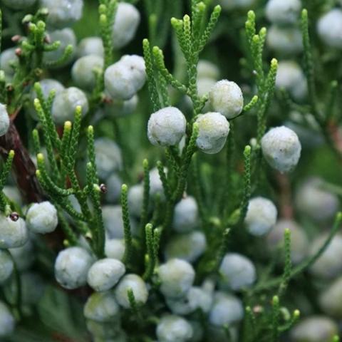 Juniperus Gin Fizz, light blue berries against evergreen foliage