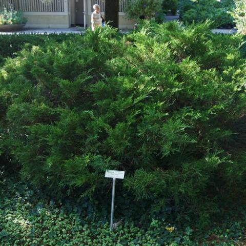 Juniperus Mint Julep, evergreen shrub