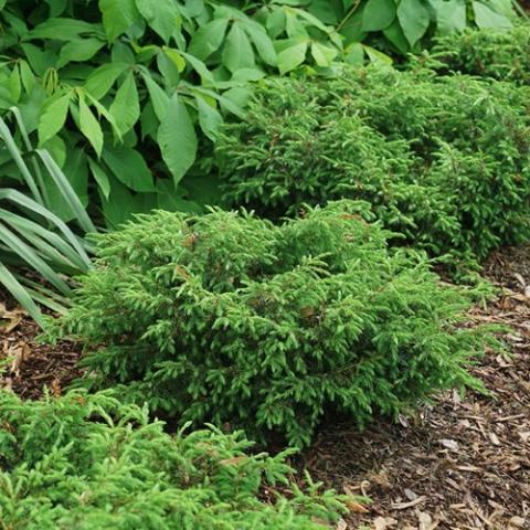Juniperus Tortuga, short, bun-shaped evergreen