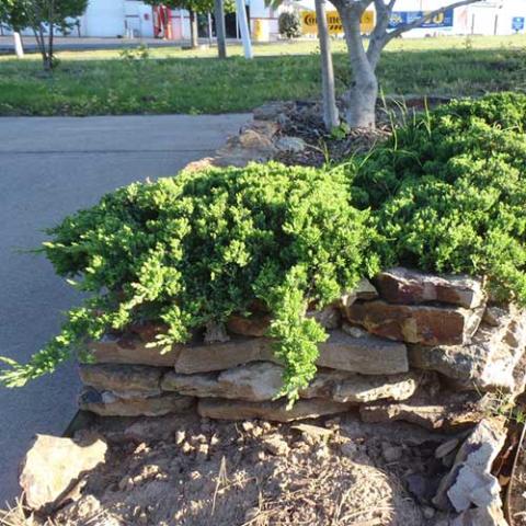 Juniperus procumbens nana, low spreading evergreen creeping over a low wall