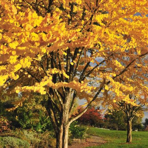 Katsura tree in fall with yellow color, heart-shaped leaves