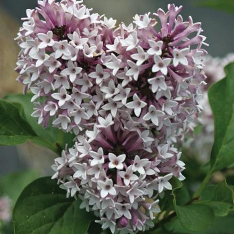 Syringa Baby Kim, light lavender clusters of flowers