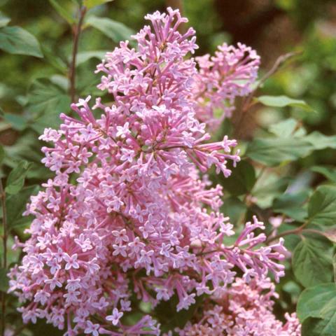 Syringa Josee, pink-lavender flower head