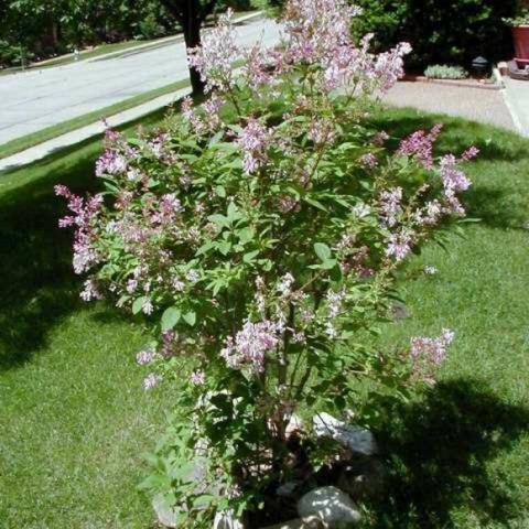 Syringa villosa, lilac bush