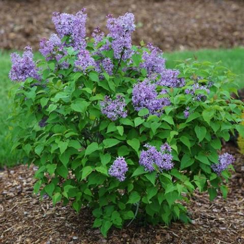 Syringa Scentara Pura, lavender flowers on a small-scale shrub