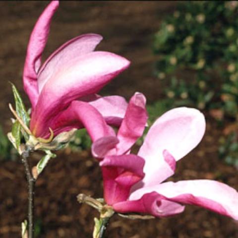 Magnolia Jane, pink flowers with long petals