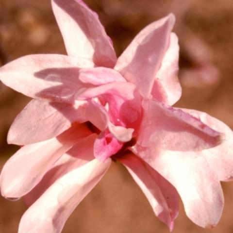 Magnolia 'Leonard Messell', large pink blossom