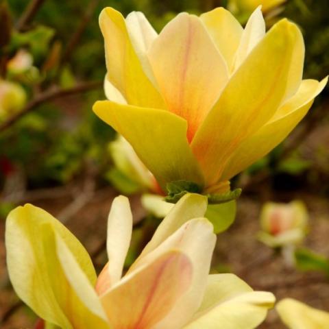 Magnolia Sunsation, yellow blooms