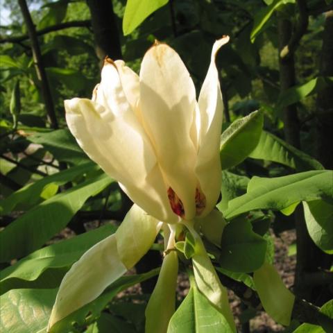 Magnolia tripetala bloom, creamy white