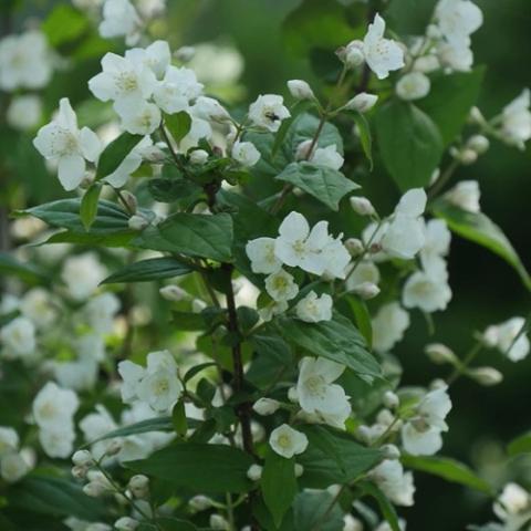 Philadelphus Illuminati Arch, white flowers