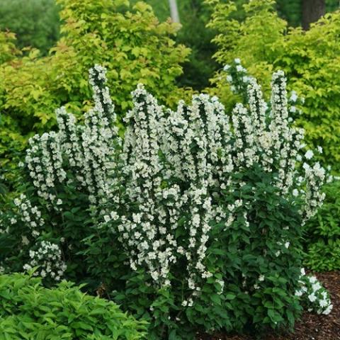 Philadelphus Illuminati Tower, spires of white flowers