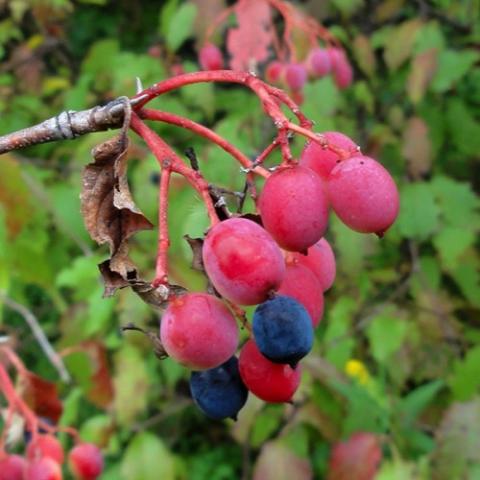 Viburnum lentago fruit, red and purple