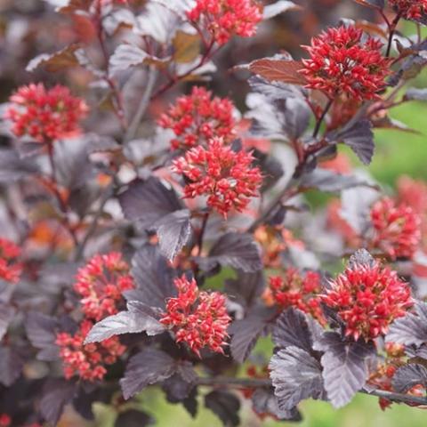 Physocarpus Ginger Wine, glossy rusty leaves and coppery flowers