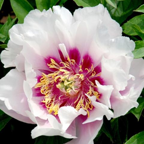 Paeonia 'Cora Louise', white single with dark pink center