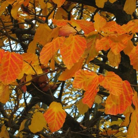 Parrotia persica, orange fall color