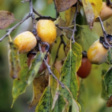 Persimmon fruit on the tree