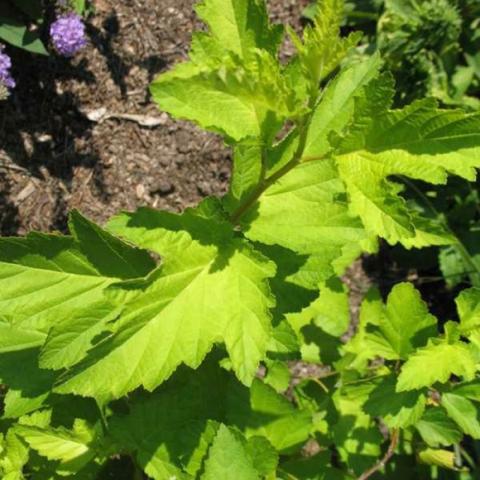 Dart's Gold ninebark, bright yellow-green leaves