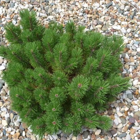 Dwarf mugo pine, low growing cute pine