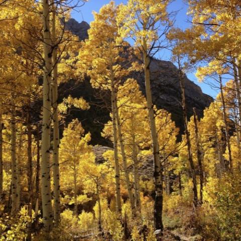 Populus tremuloides in fall, yellow leaves