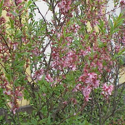 Prunus tenella, pink blossoms on upright twigs