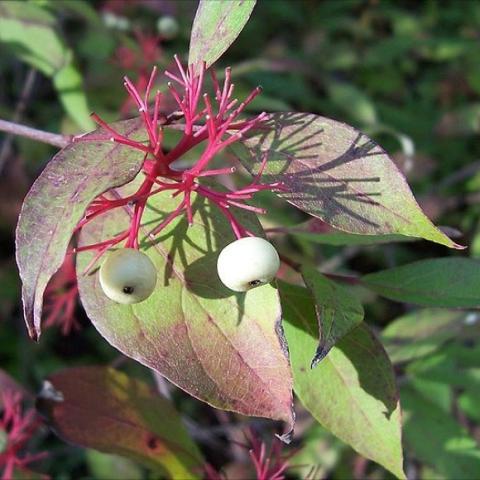 Cornus sericea leaves in fall with white fruit and red stems