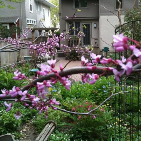 Bright, magenta-pink flowers are plentiful in spring. 