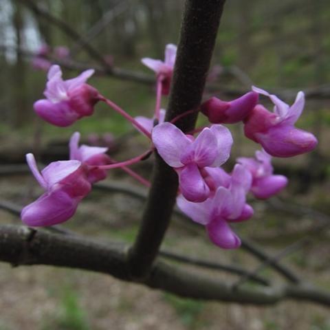 Cercis canadensis Minnesota Strain flowers, pink on the branches