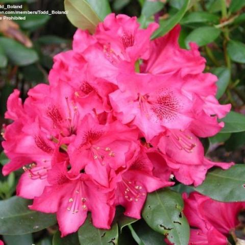 Rhododendron Nova Zembla, strong pink rhododendron flower