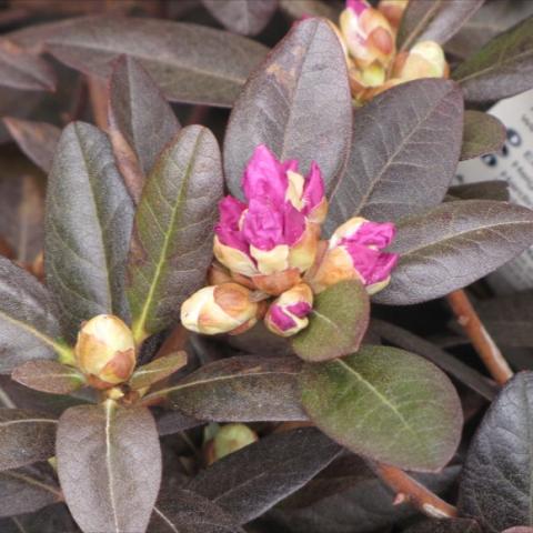 Rhododendron 'PJM', magenta buds and dark green shiny leaves
