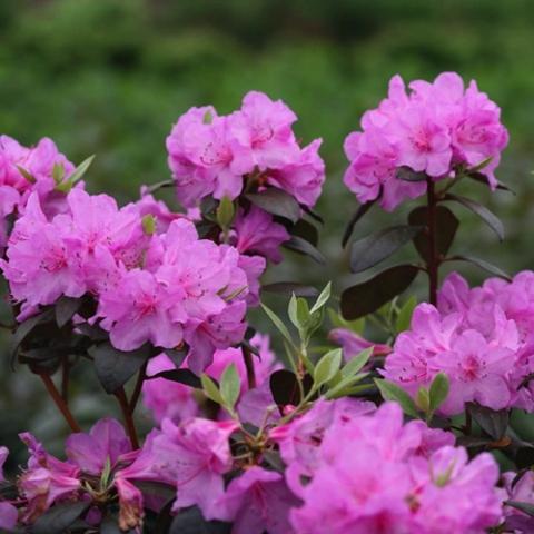 Rhodododendron Black Hat, fuchsia magenta flower clusters, dark leathery leaves