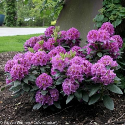Rhododendron DandyMan Purple, dark magenta flowers