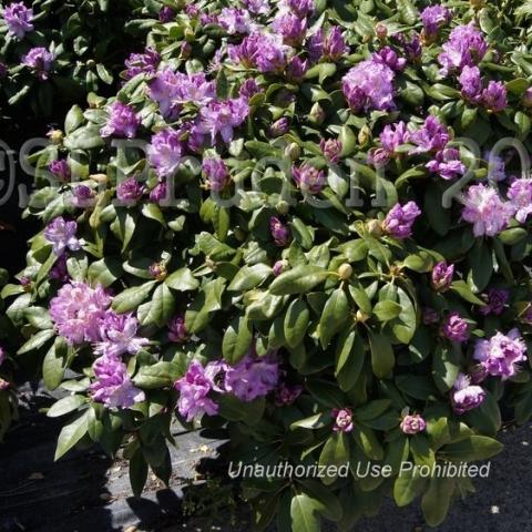 Rhododendron Minnetonka, lavender flower clusters, shiny green leaves