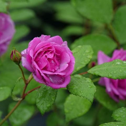 Rosa Rise Up Lilac Days, young flowers dark pink lilac