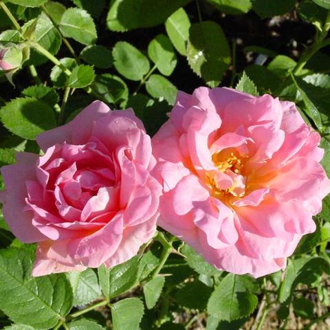 Rosa Morden Centennial, light to medium pink doubles