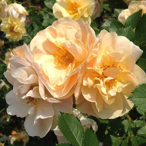 Rosa Above and Beyond, warm gold to almost pale orange semidoubles