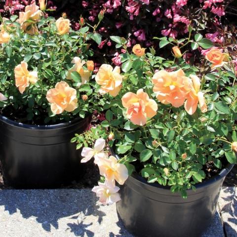 Rosa Chinook Sunrise, apricot roses