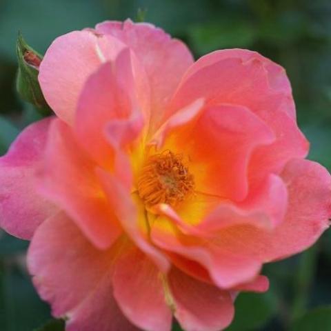Rosa Marmalade Dream, coral pink single with gold at the center