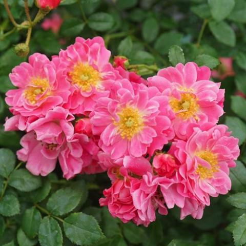 Rosa Oso Easy Double Pink, cluster of double pink roses with yellow centers