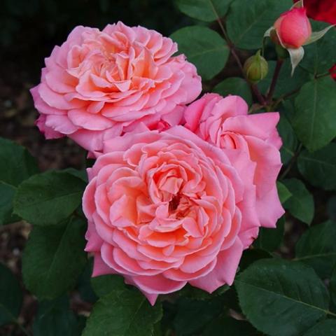 Rosa Reminiscent Coral, pink to coral very double roses