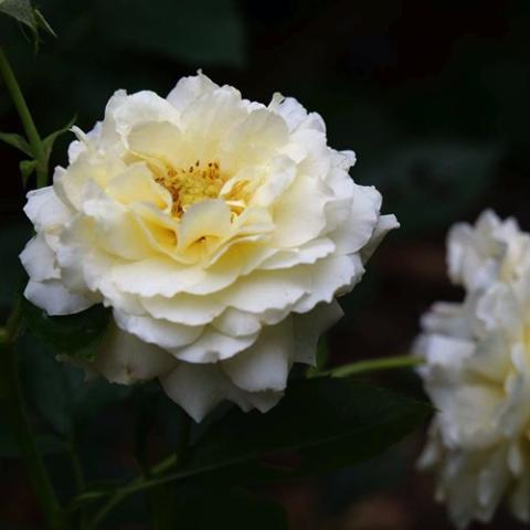 Rosa Reminiscent Crema, double off white to light yellow roses